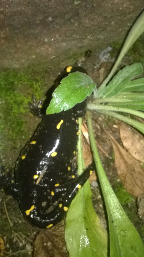 Di nuovo incinta! Salamandra salamandra